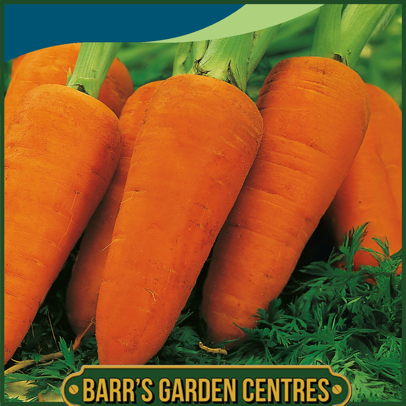 Johnsons - Carrot Chantenay Red Cored 2 - 1500 Seeds