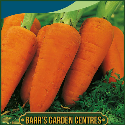 Johnsons - Carrot Chantenay Red Cored 2 - 1500 Seeds