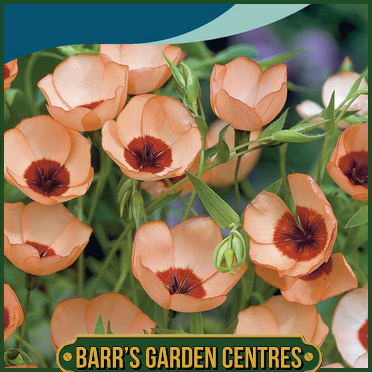 Johnsons - Linum Salmon - 300 Seeds