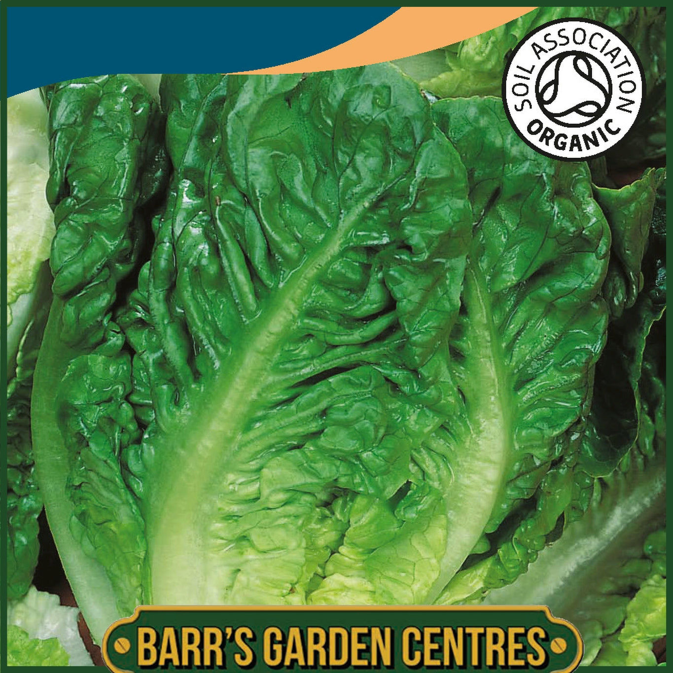Johnsons - Organic Vegetable - Lettuce Little Gem Maureen - 250 Seeds