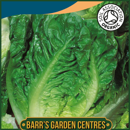 Johnsons - Organic Vegetable - Lettuce Little Gem Maureen - 250 Seeds