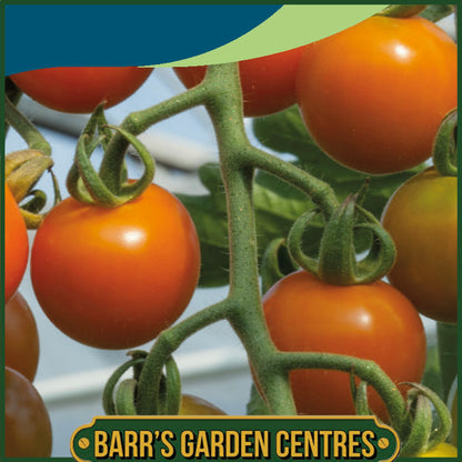 Johnsons - Tomato Honeycomb F1 - 10 Seeds