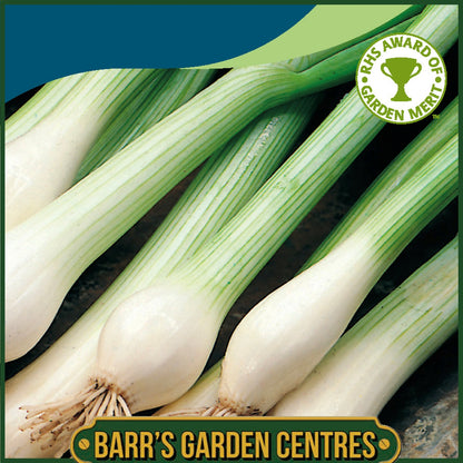 Johnsons -  Onion (spring) White Lisbon - 500 Seeds