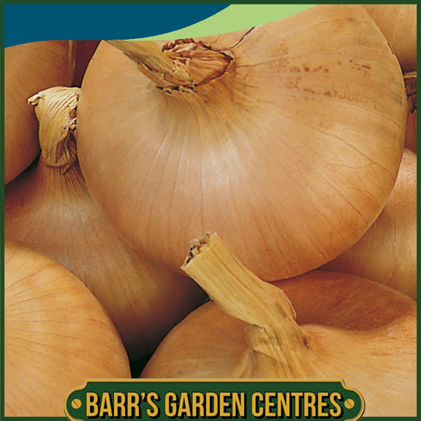 Johnsons - Onion Bedfordshire Champion - 350 Seeds