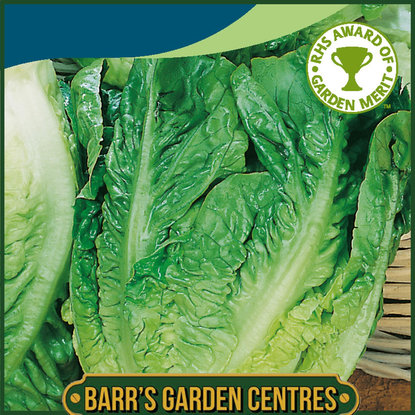 Johnsons - Lettuce Little Gem - 1000 Seeds