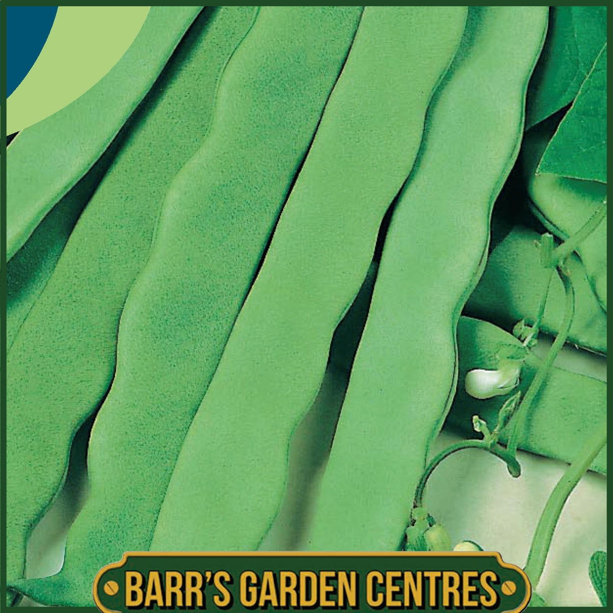 Johnsons - Climbing French Bean Vitalis - 50 Seeds