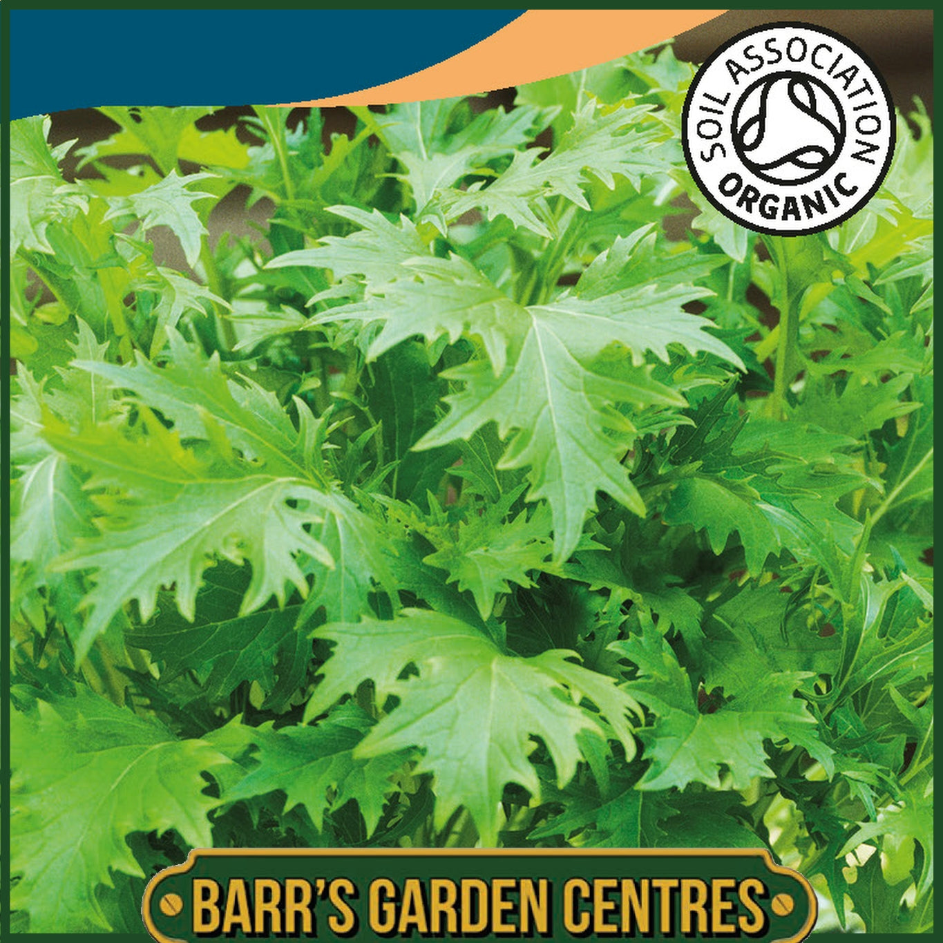 Johnsons -  Organic Vegetable - Mizuna - 350 Seeds