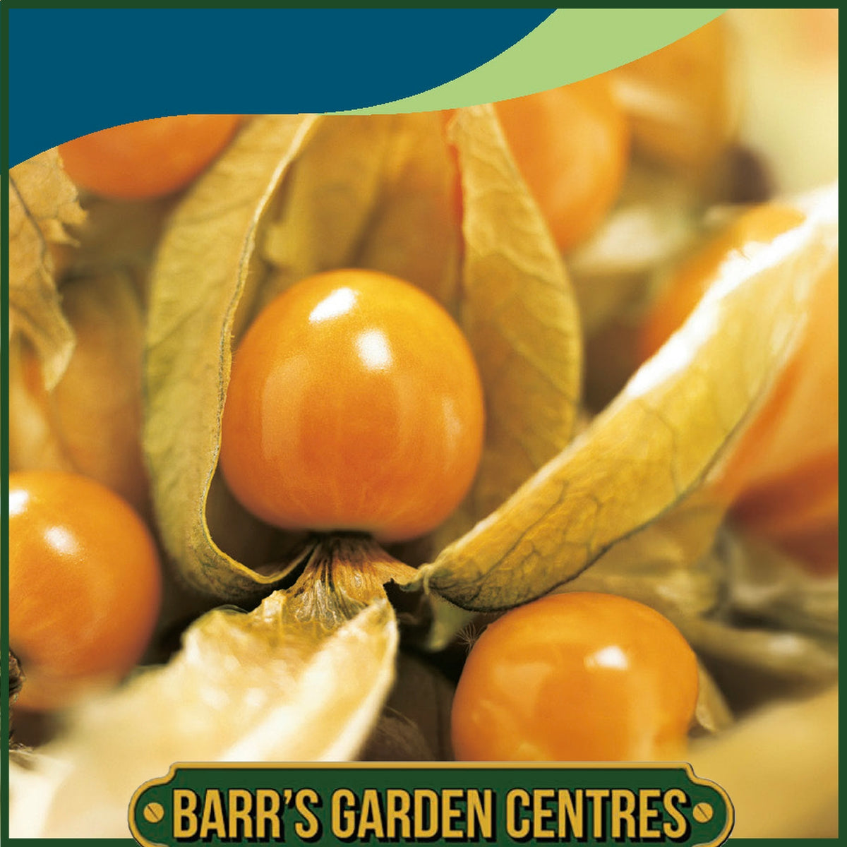 Johnsons - Cape Gooseberry - 100 Seeds