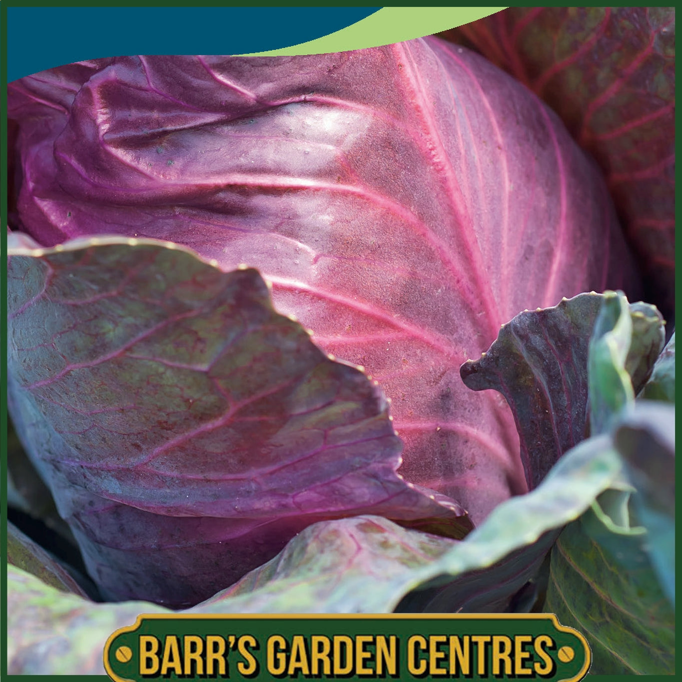 Johnsons - Cabbage (red) Kalibos - 150 Seeds