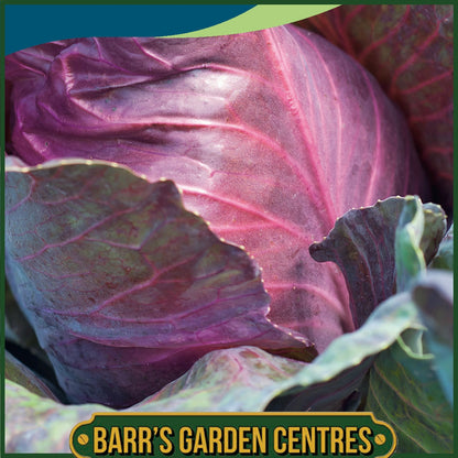 Johnsons - Cabbage (red) Kalibos - 150 Seeds