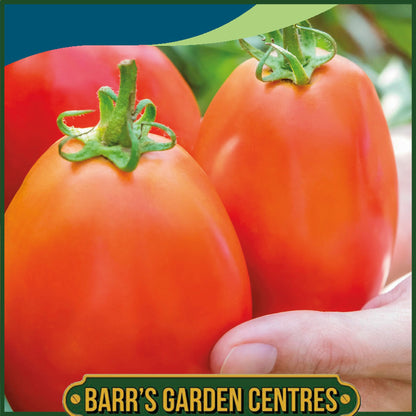 Johnsons - Tomato Super Mama F1 - 10 Seeds