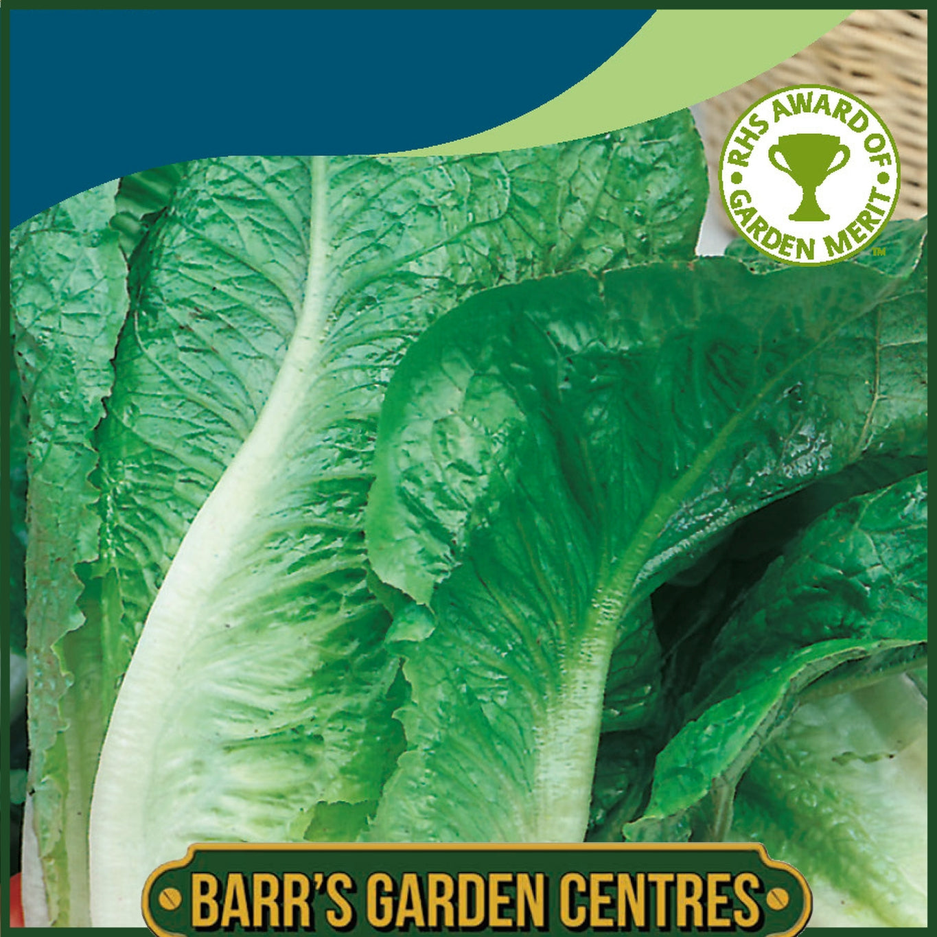 Johnsons - Lettuce Lobjoits Green Cos - 1000 Seeds