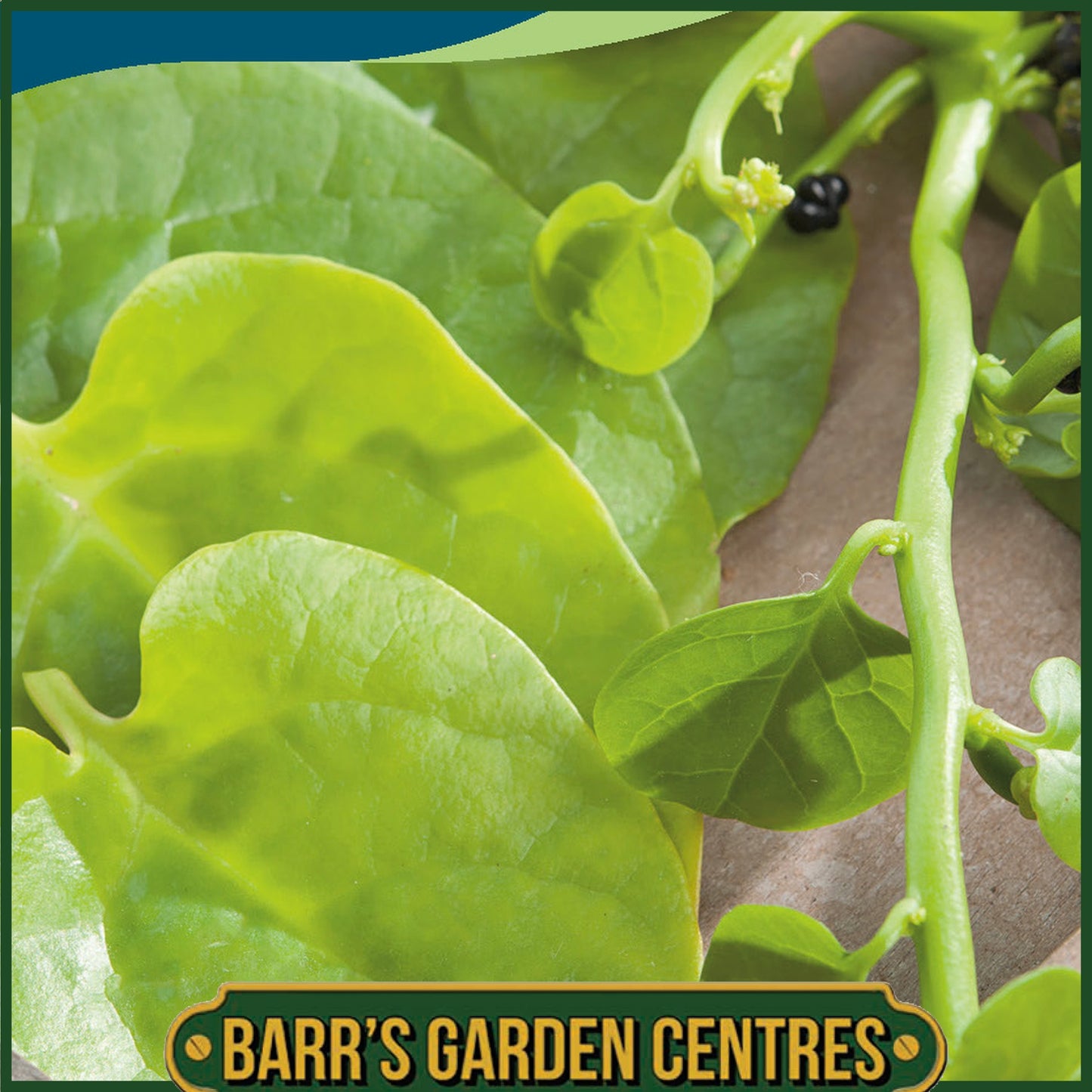 Johnsons - Spinach (climbing) Malabar Spinach - 50 Seeds