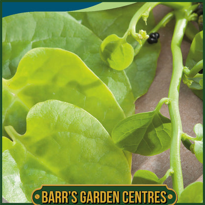 Johnsons - Spinach (climbing) Malabar Spinach - 50 Seeds