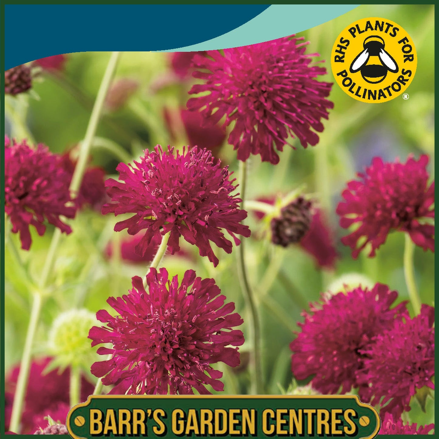 Johnsons - Knautia Macedonica - 50 Seeds