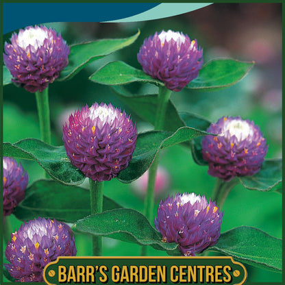Johnsons - Gomphrena Atomic Purple - 30 Seeds
