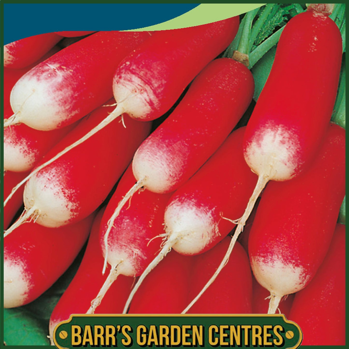 Johnsons - Radish French Breakfast 3 - 750 Seeds