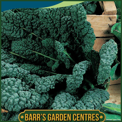 Johnsons - Kale Nero Di Toscana - 300 Seeds