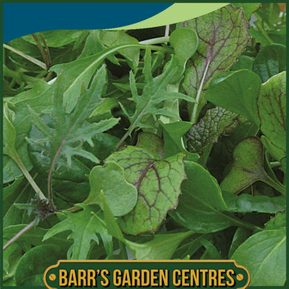 Johnsons - Mixed Leaves Ovation - 500 Seeds