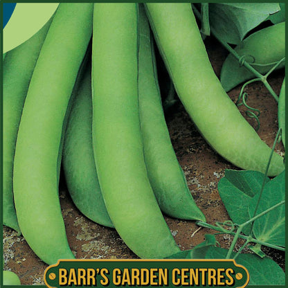 Johnsons - Pea (early) Oskar - 300 Seeds