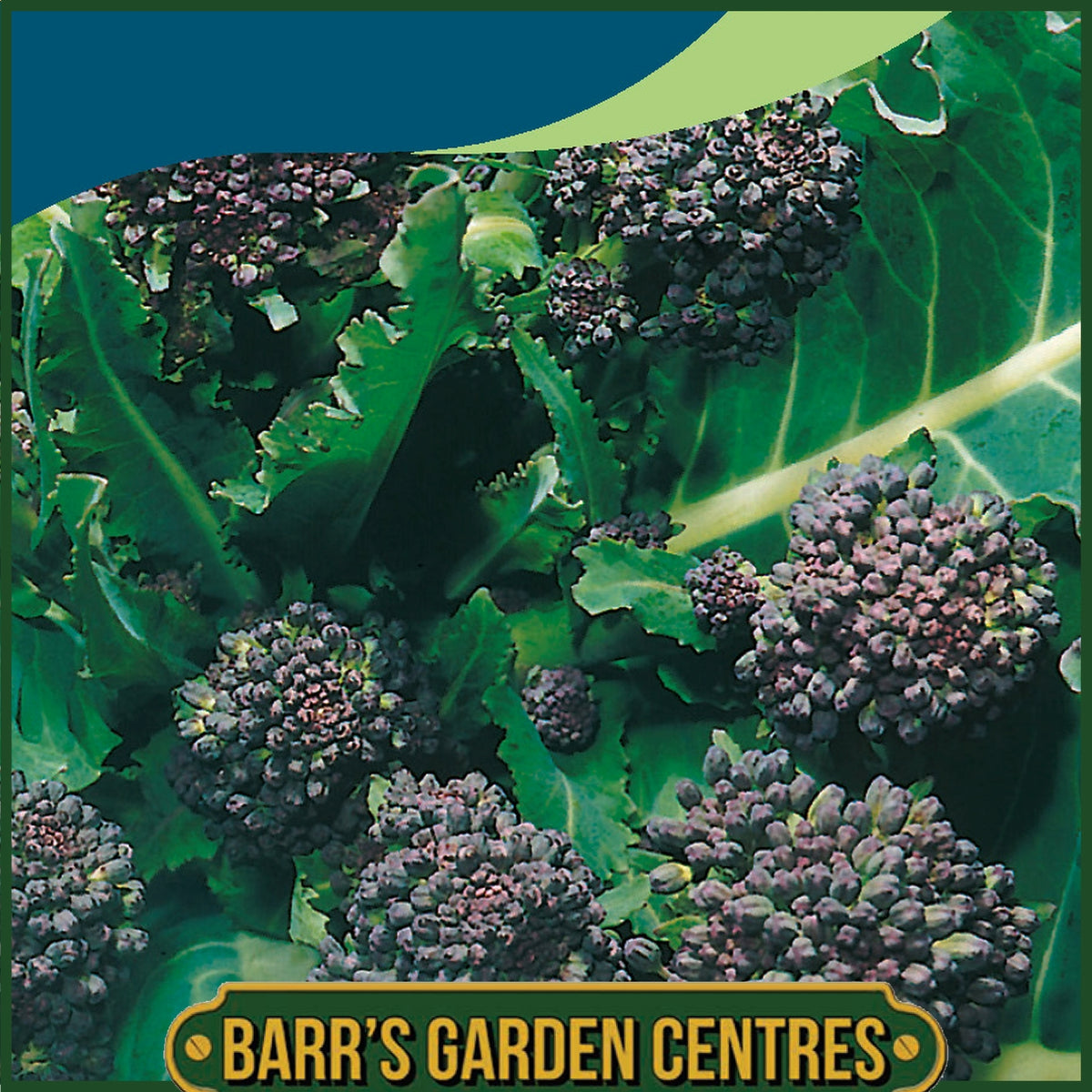 Johnsons - Broccoli Early Purple Sprouting - 300 Seeds