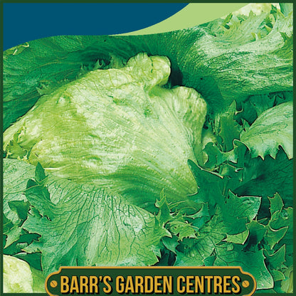 Johnsons - Lettuce Iceberg 4 - 1000 Seeds