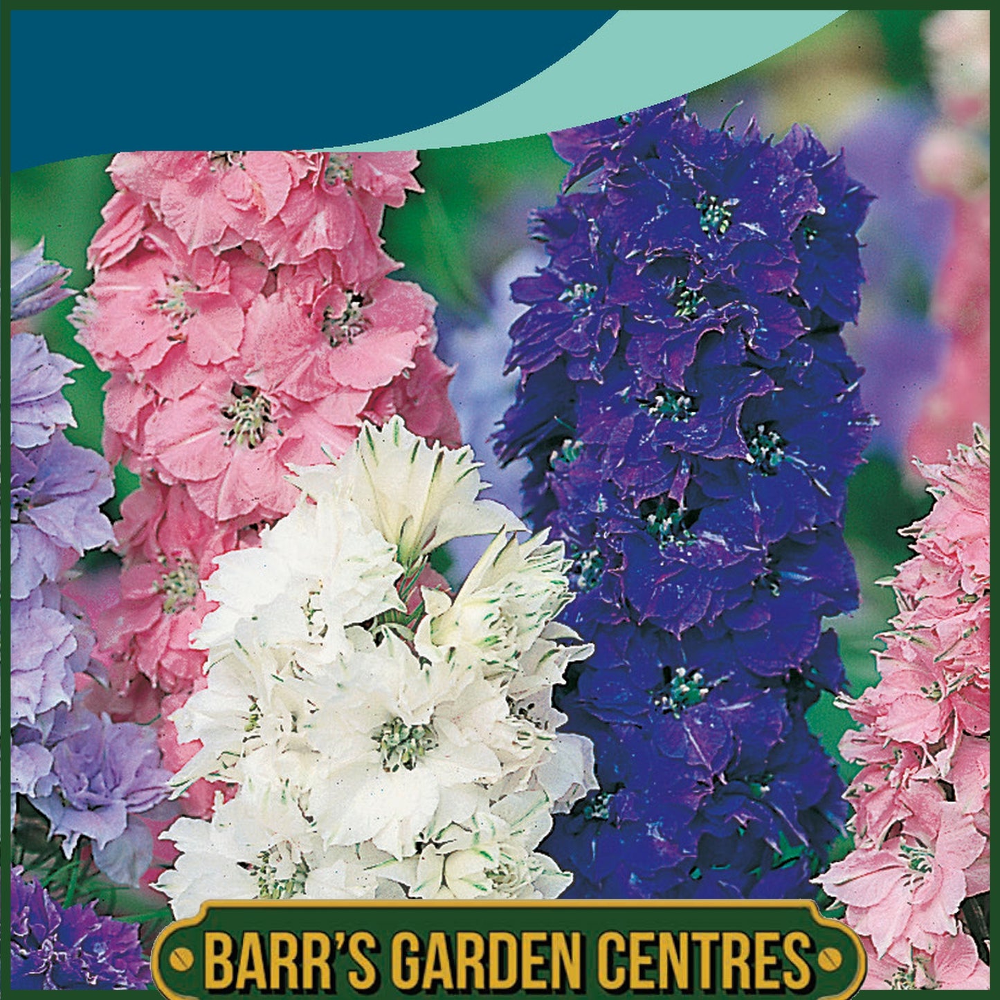 Johnsons - Larkspur Dwarf Hyacinth Flowered Mix - 300 Seeds