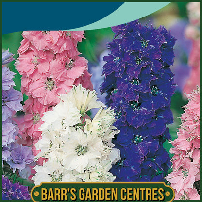 Johnsons - Larkspur Dwarf Hyacinth Flowered Mix - 300 Seeds