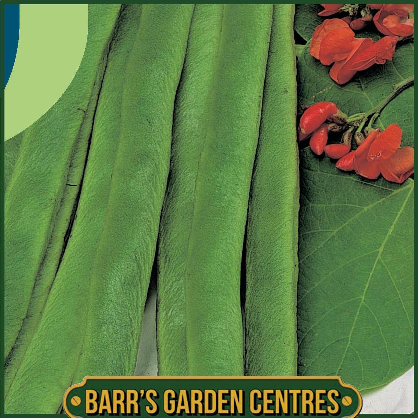 Johnsons - Runner Bean Galaxy - 40 Seeds