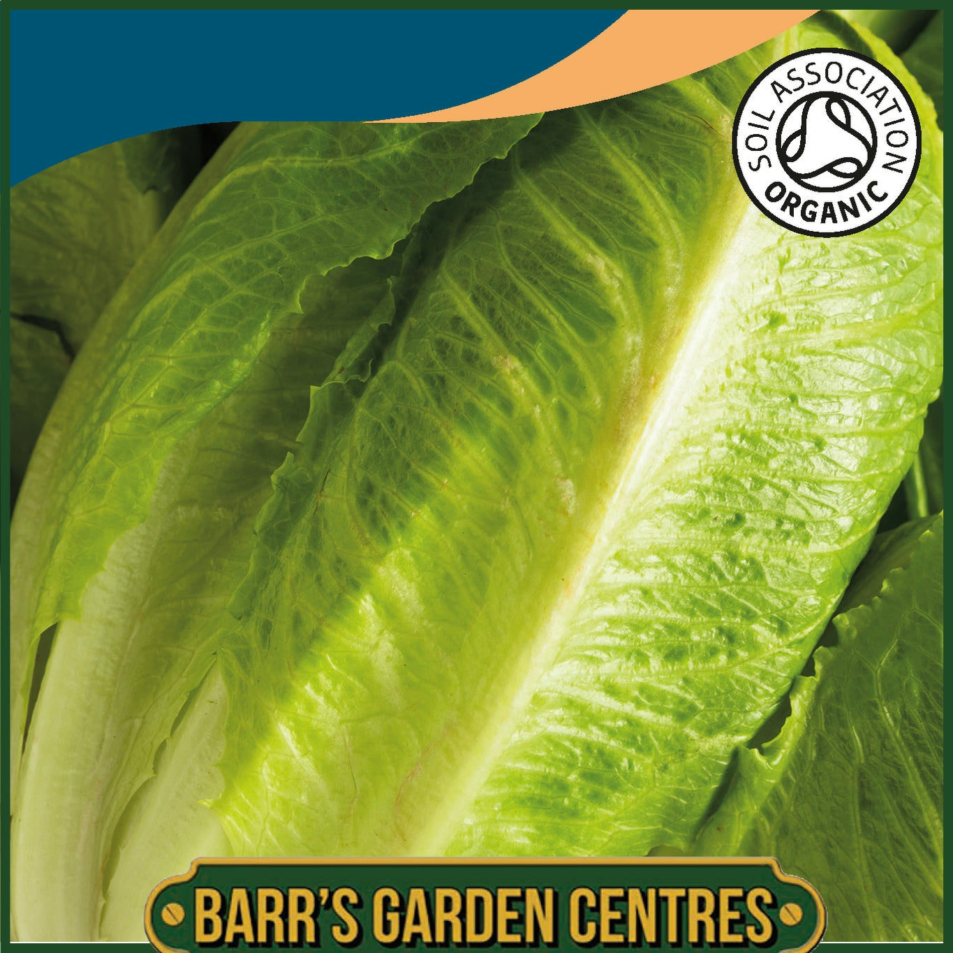 Johnsons - Organic Vegetable - Lettuce Parris Island Cos - 1000 Seeds