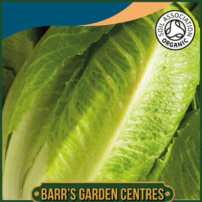 Johnsons - Organic Vegetable - Lettuce Parris Island Cos - 1000 Seeds