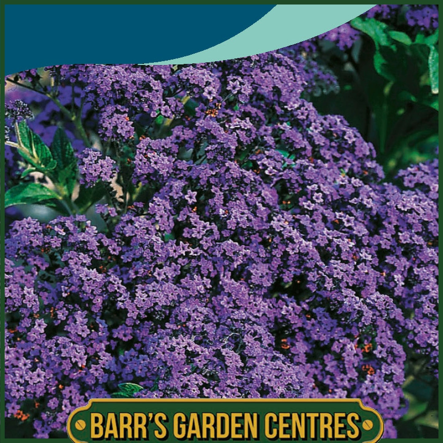 Johnsons - Heliotrope Dwarf Marine - 150 Seeds