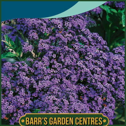 Johnsons - Heliotrope Dwarf Marine - 150 Seeds
