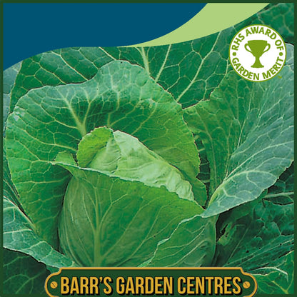 Johnsons - Cabbage Greyhound - 350 Seeds