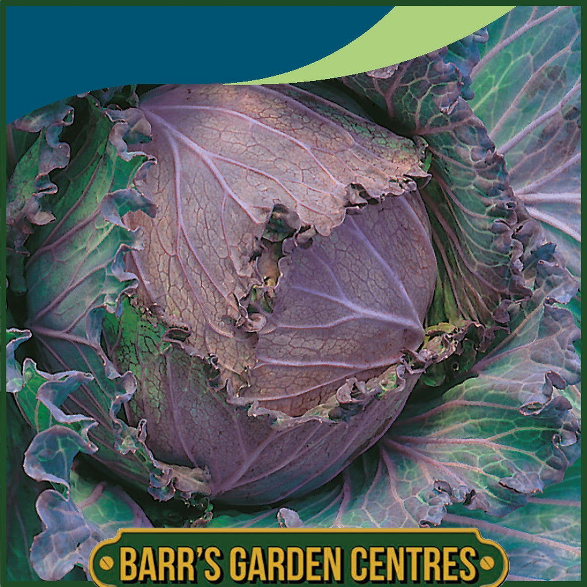 Johnsons - Cabbage January King 3 - 350 Seeds