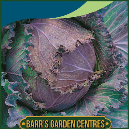 Johnsons - Cabbage January King 3 - 350 Seeds