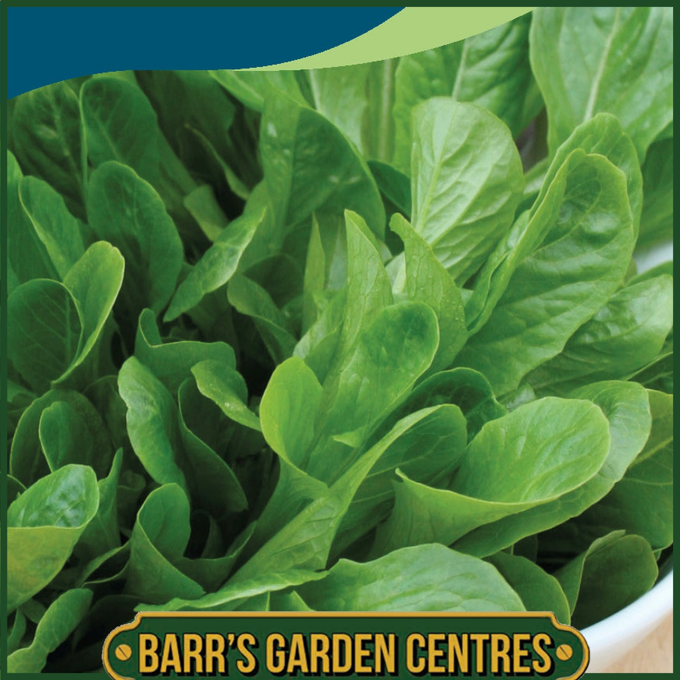Johnsons - Lettuce Osterley - 500 Seeds