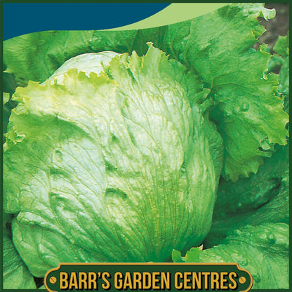 Johnsons - Lettuce Saladin - 750 Seeds
