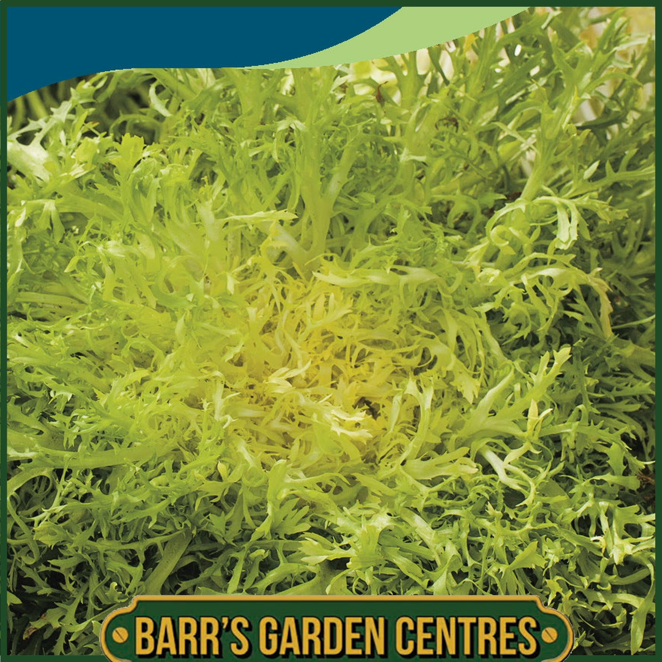 Johnsons - Endive Fine De Louviers - 1000 Seeds