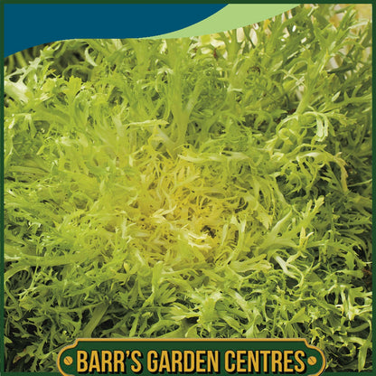 Johnsons - Endive Fine De Louviers - 1000 Seeds