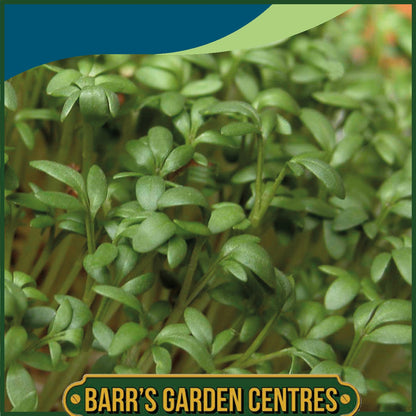 Johnsons - Cress Curled - 3000 Seeds