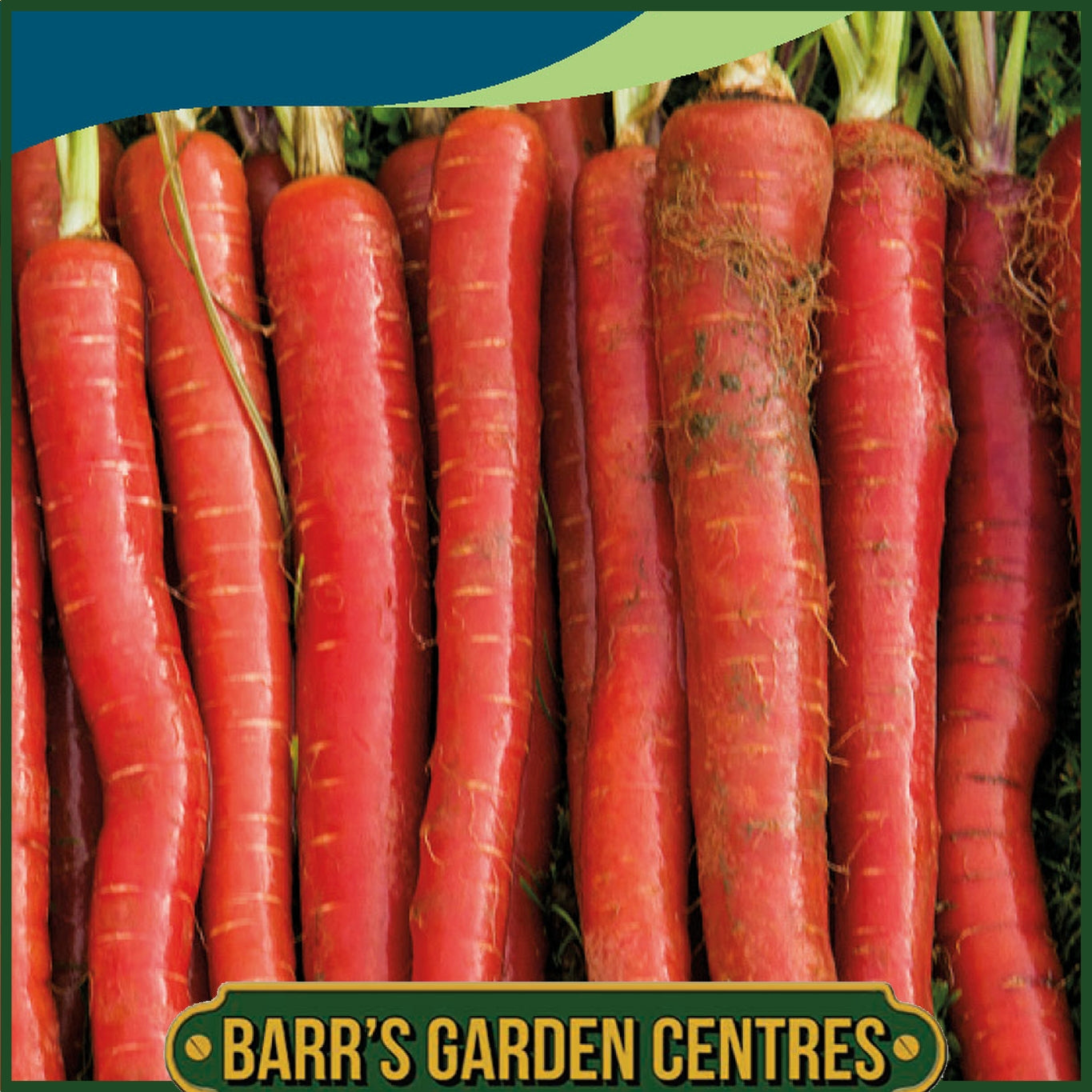 Johnsons - Carrot Malbec F1 - 350 Seeds