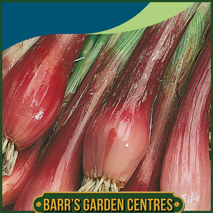 Johnsons -  Onion (spring) Red Toga - 300 Seeds