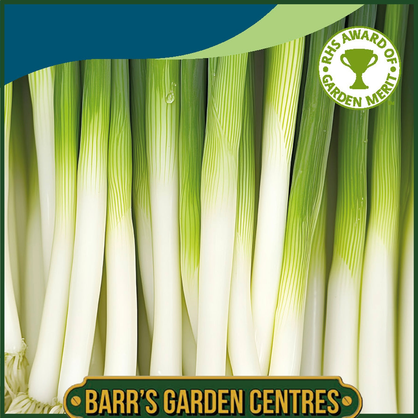 Johnsons -  Onion (spring) Long White Ishikura - 375 Seeds