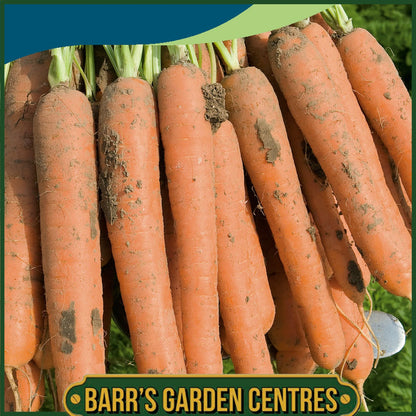 Johnsons - Carrot Nerac F1 - 350 Seeds
