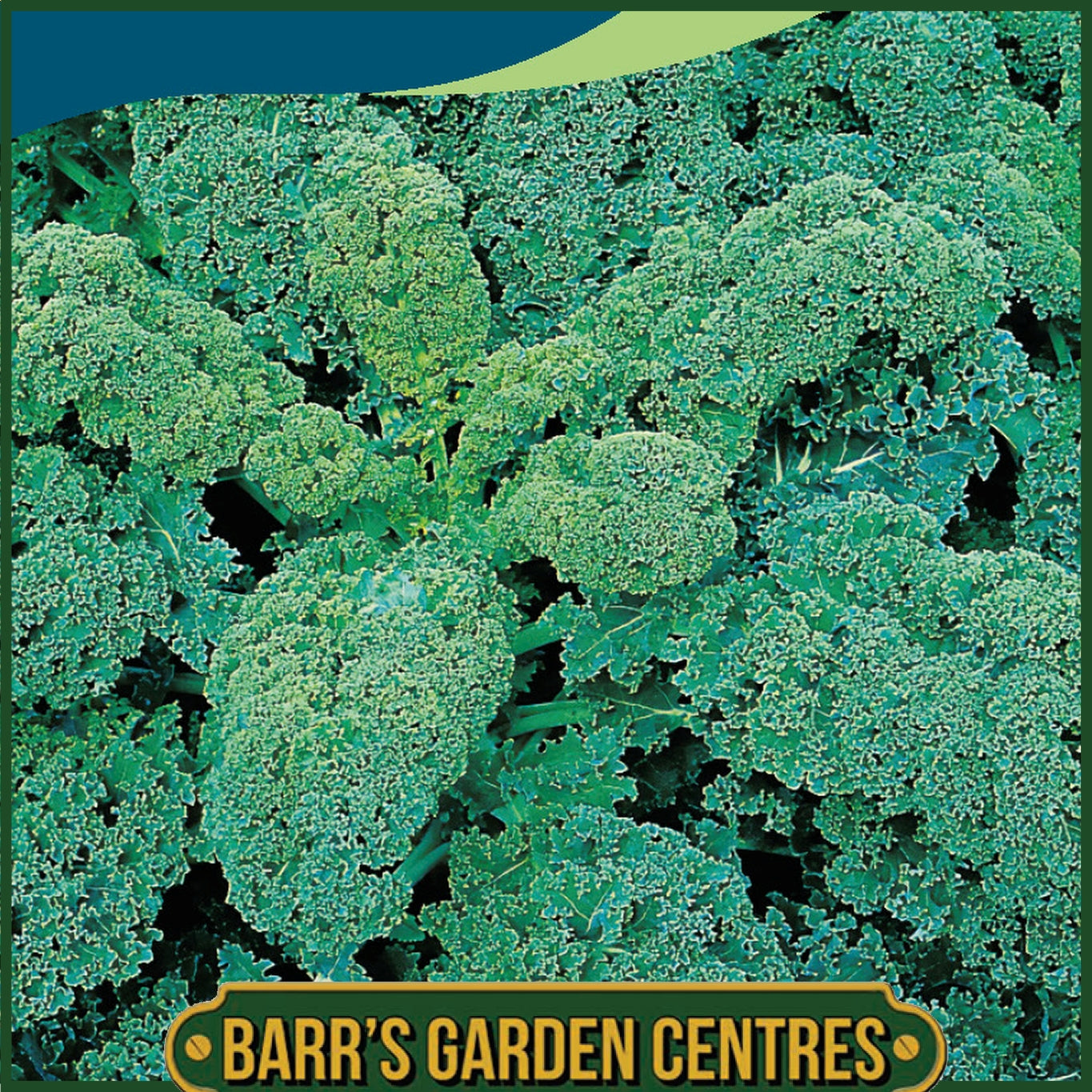 Johnsons - Kale Dwarf Green Curled - 300 Seeds