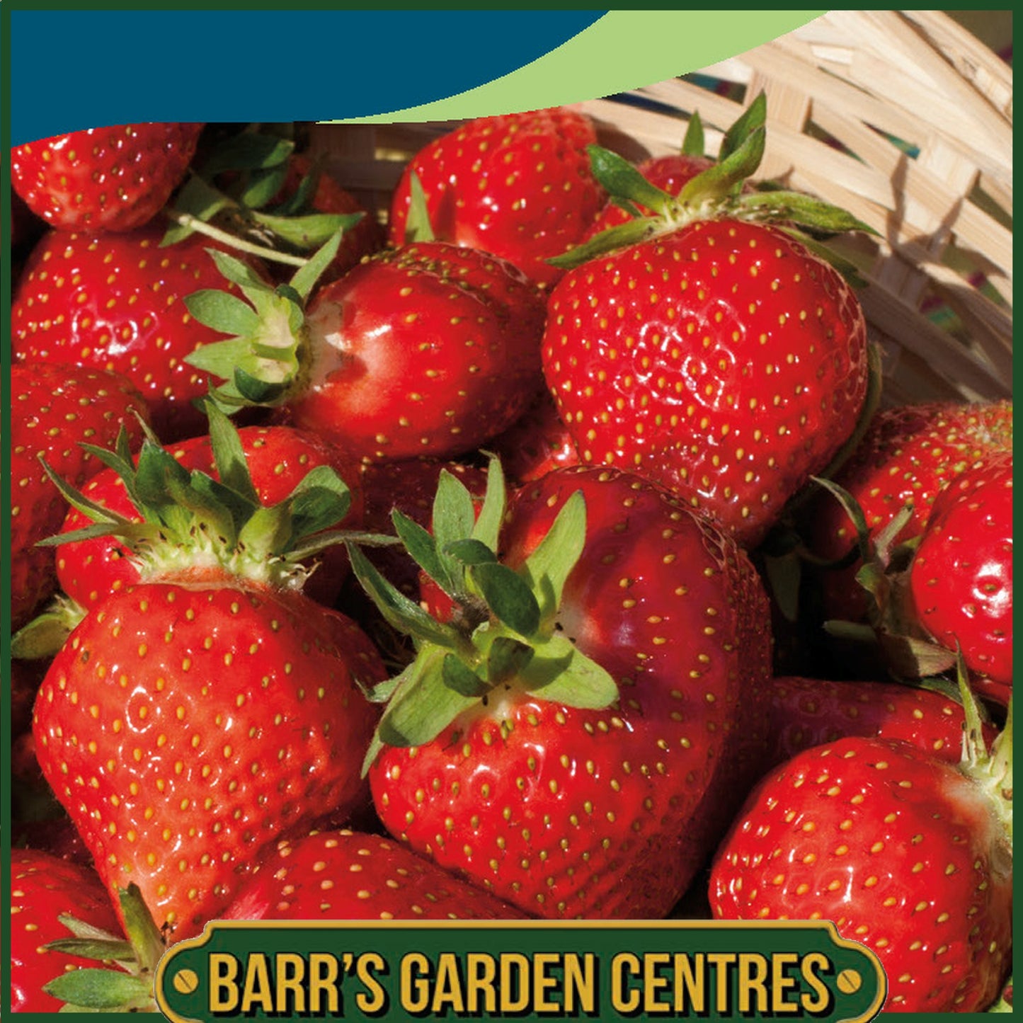 Johnsons - Strawberry Sweet Fresca - 20 Seeds