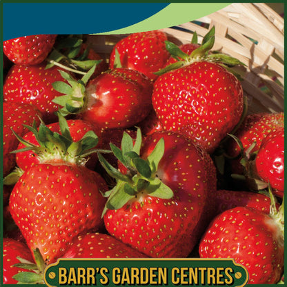 Johnsons - Strawberry Sweet Fresca - 20 Seeds