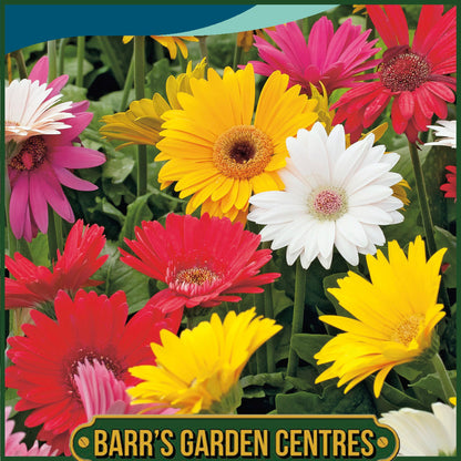 Johnsons - Gerbera Californian Giants Mix - 25 Seeds