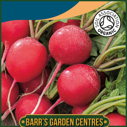 Johnsons - Organic Vegetable - Radish Saxa 2 - 500 Seeds